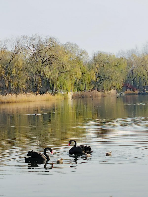 圆明园黑天鹅是怎样赡养幼崽的？近距离带你看——