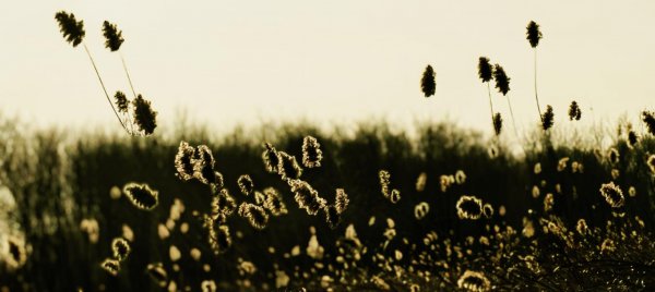 芦花摇雪舞冬韵，候鸟书天吟远诗